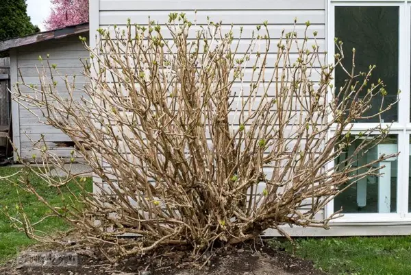 1650797640 489 Pruning hydrangeas is spring the right time for it - Pruning hydrangeas: is spring the right time for it?