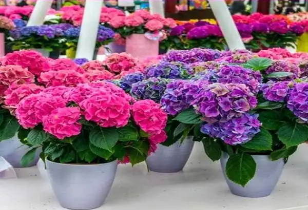 1650969157 886 5 care tips for the prettiest pink hydrangeas in your - 5 care tips for the prettiest pink hydrangeas in your garden