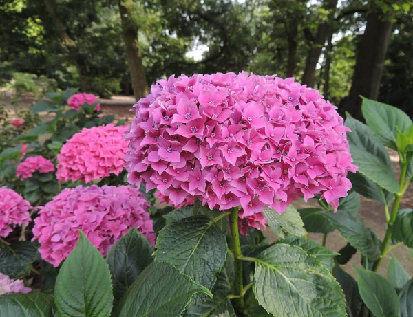 1650969159 336 5 care tips for the prettiest pink hydrangeas in your - 5 care tips for the prettiest pink hydrangeas in your garden