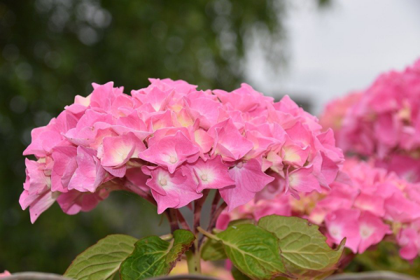 1650969160 526 5 care tips for the prettiest pink hydrangeas in your - 5 care tips for the prettiest pink hydrangeas in your garden