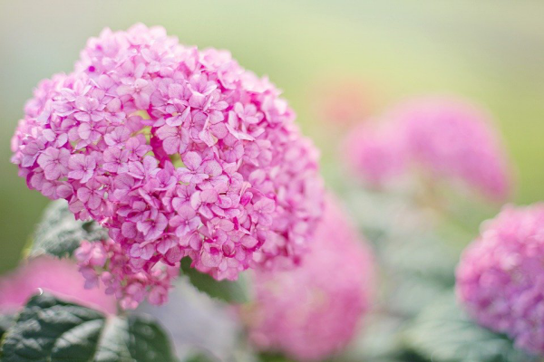 1650969166 677 5 care tips for the prettiest pink hydrangeas in your - 5 care tips for the prettiest pink hydrangeas in your garden