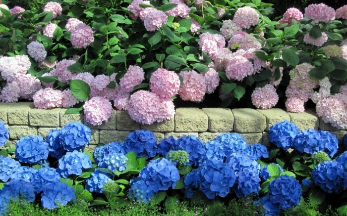 1650973824 73 Hydrangeas the attractive accent in every garden - Hydrangeas - the attractive accent in every garden