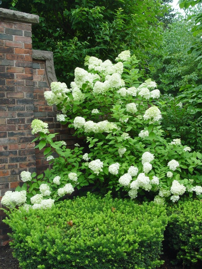 1650973826 932 Hydrangeas the attractive accent in every garden - Hydrangeas - the attractive accent in every garden