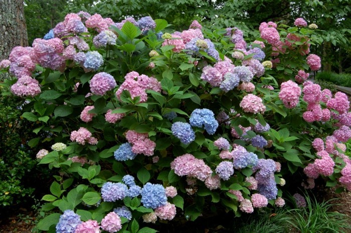 1650973828 675 Hydrangeas the attractive accent in every garden - Hydrangeas - the attractive accent in every garden