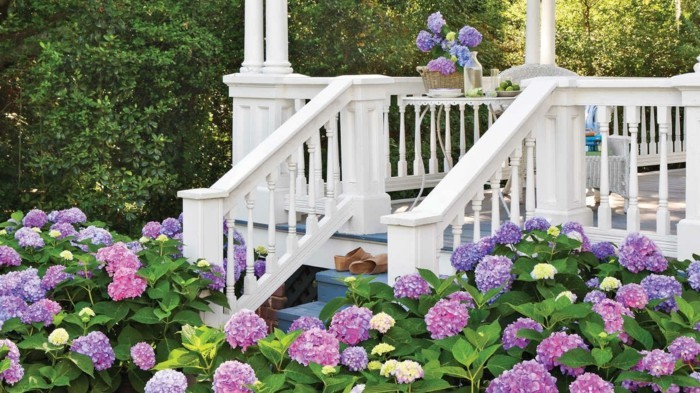 1650973830 154 Hydrangeas the attractive accent in every garden - Hydrangeas - the attractive accent in every garden