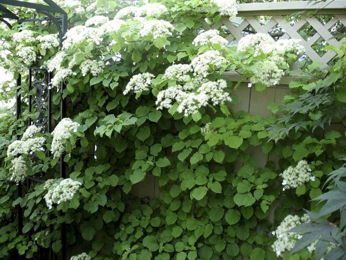 1650973833 587 Hydrangeas the attractive accent in every garden - Hydrangeas - the attractive accent in every garden