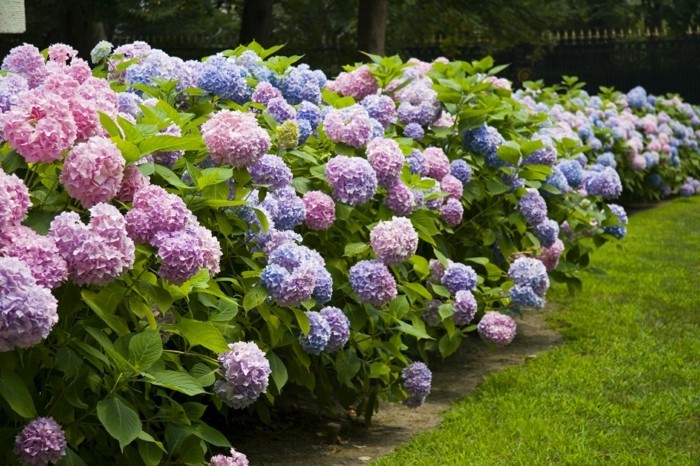 1650973834 789 Hydrangeas the attractive accent in every garden - Hydrangeas - the attractive accent in every garden