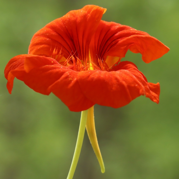 1650993168 577 The nasturtium a gentle and uncomplicated plant for outdoors - The nasturtium - a gentle and uncomplicated plant for outdoors