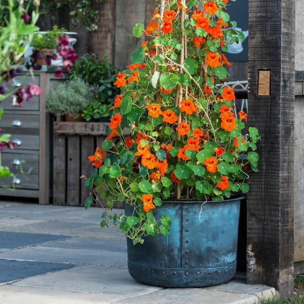 1650993171 21 The nasturtium a gentle and uncomplicated plant for outdoors - The nasturtium - a gentle and uncomplicated plant for outdoors
