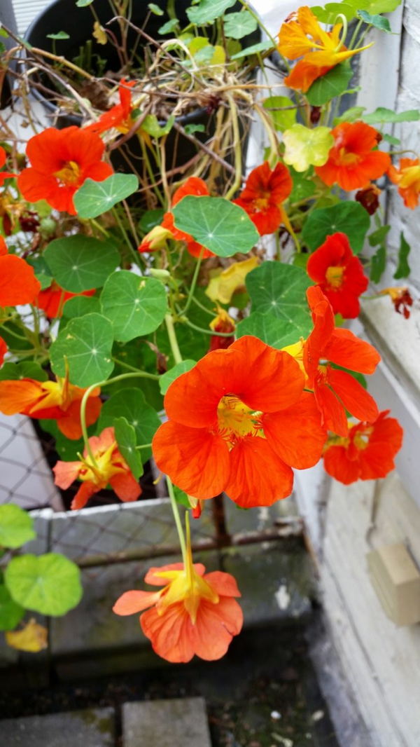 1650993172 953 The nasturtium a gentle and uncomplicated plant for outdoors - The nasturtium - a gentle and uncomplicated plant for outdoors
