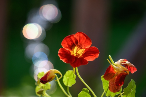 1650993173 530 The nasturtium a gentle and uncomplicated plant for outdoors - The nasturtium - a gentle and uncomplicated plant for outdoors