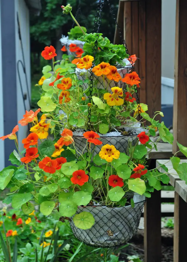 1650993173 874 The nasturtium a gentle and uncomplicated plant for outdoors - The nasturtium - a gentle and uncomplicated plant for outdoors