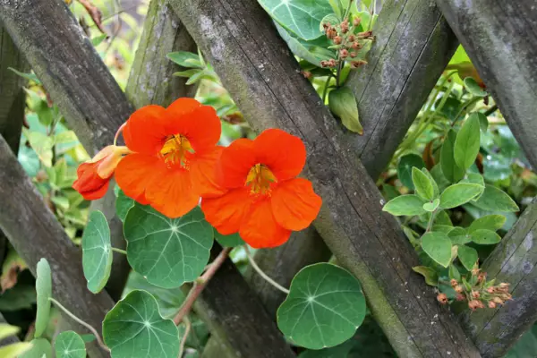 1650993174 63 The nasturtium a gentle and uncomplicated plant for outdoors - The nasturtium - a gentle and uncomplicated plant for outdoors