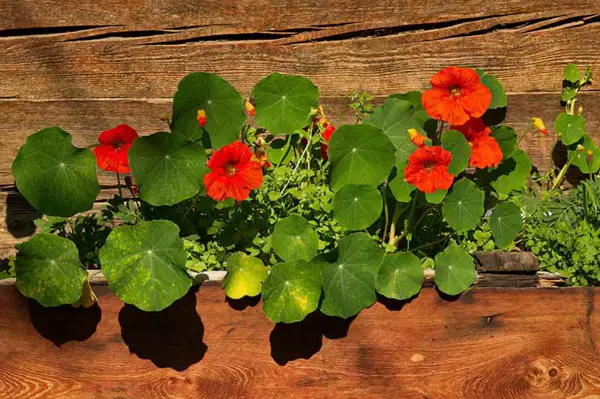 1650993176 468 The nasturtium a gentle and uncomplicated plant for outdoors - The nasturtium - a gentle and uncomplicated plant for outdoors