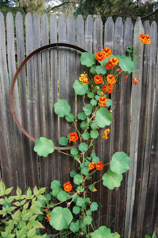 1650993177 708 The nasturtium a gentle and uncomplicated plant for outdoors - The nasturtium - a gentle and uncomplicated plant for outdoors