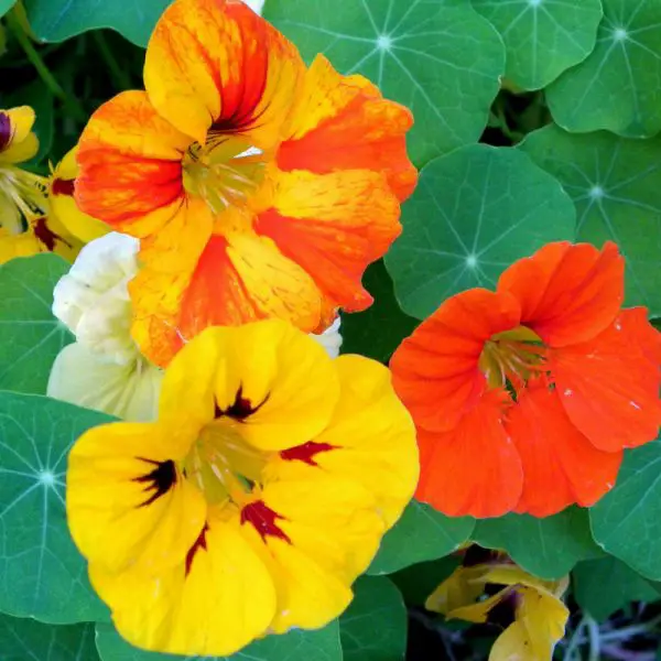 1650993177 907 The nasturtium a gentle and uncomplicated plant for outdoors - The nasturtium - a gentle and uncomplicated plant for outdoors