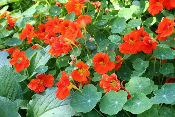 1650993180 769 The nasturtium a gentle and uncomplicated plant for outdoors - The nasturtium - a gentle and uncomplicated plant for outdoors