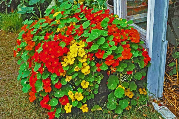 1650993181 311 The nasturtium a gentle and uncomplicated plant for outdoors - The nasturtium - a gentle and uncomplicated plant for outdoors