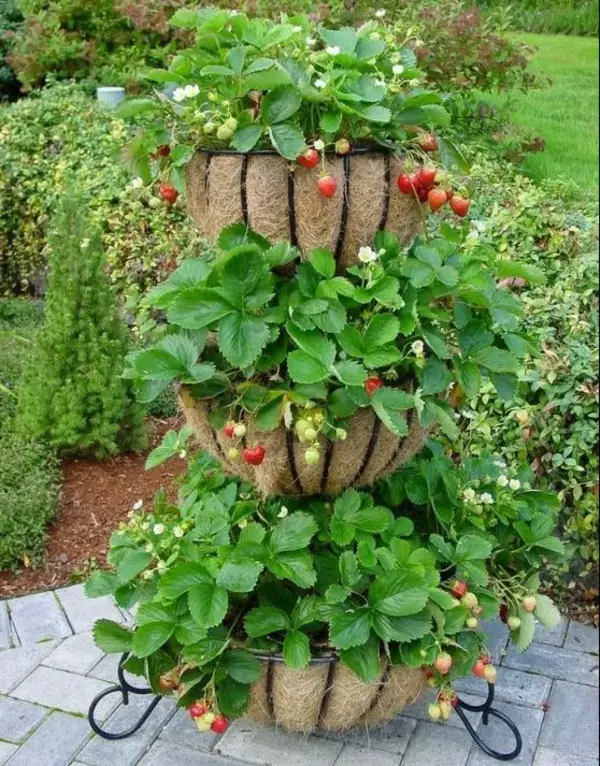 1651007574 55 Planting strawberries practical gardening tips and creative decoration ideas - Planting strawberries - practical gardening tips and creative decoration ideas
