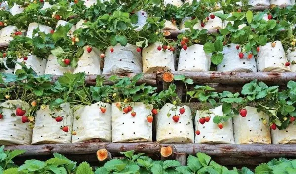 1651007586 554 Planting strawberries practical gardening tips and creative decoration ideas - Planting strawberries - practical gardening tips and creative decoration ideas