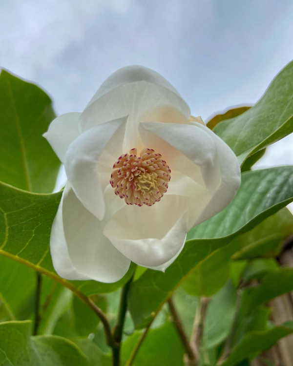 1651012271 252 Summer magnolia care tips and facts worth knowing about - Summer magnolia - care tips and facts worth knowing about the noble plant