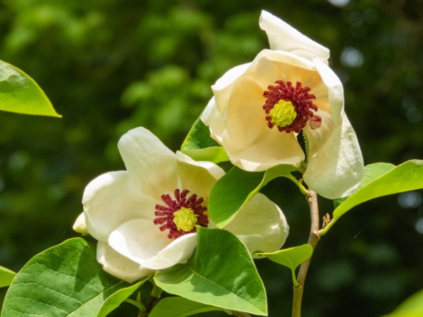 1651012280 53 Summer magnolia care tips and facts worth knowing about - Summer magnolia - care tips and facts worth knowing about the noble plant