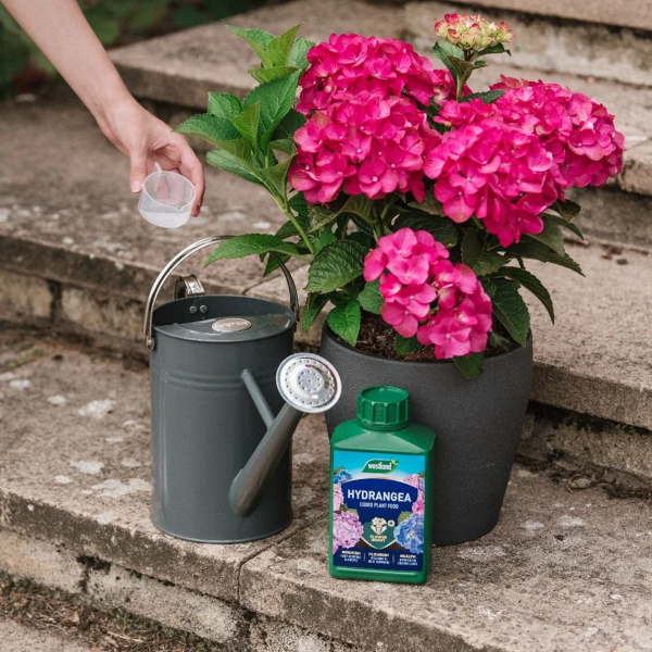 1651074459 269 Fertilize hydrangeas and other care tips enjoy a lush - Fertilize hydrangeas and other care tips - enjoy a lush bloom