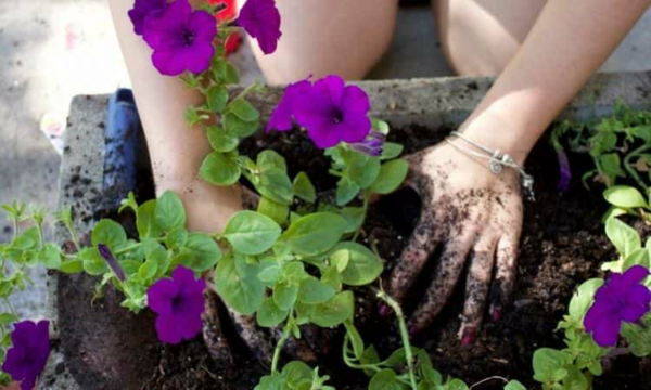 1651079234 734 Petunia care the right tips for a rich bloom - Petunia care - the right tips for a rich bloom well into autumn