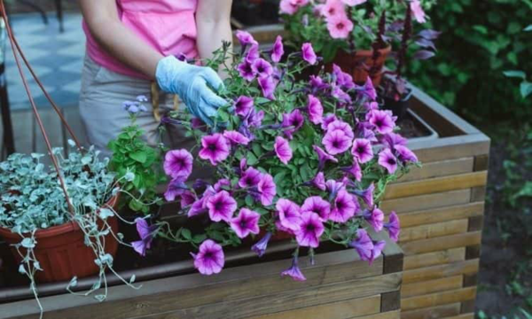 1651079235 335 Petunia care the right tips for a rich bloom - Petunia care - the right tips for a rich bloom well into autumn