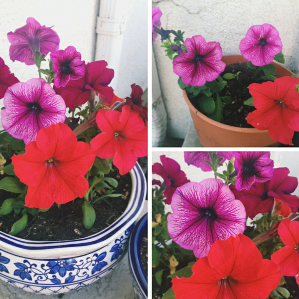 1651079244 565 Petunia care the right tips for a rich bloom - Petunia care - the right tips for a rich bloom well into autumn