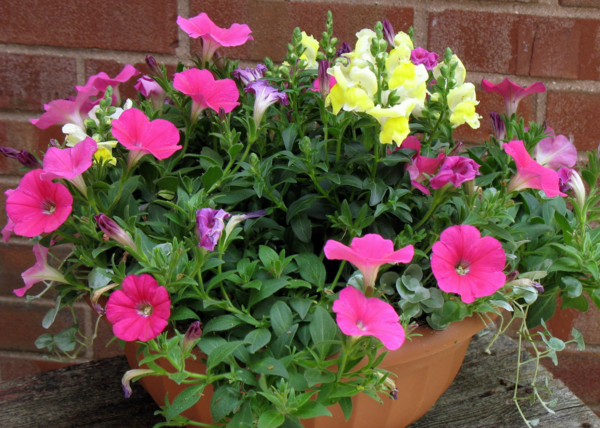 1651079245 577 Petunia care the right tips for a rich bloom - Petunia care - the right tips for a rich bloom well into autumn