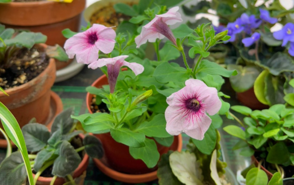 1651079246 191 Petunia care the right tips for a rich bloom - Petunia care - the right tips for a rich bloom well into autumn