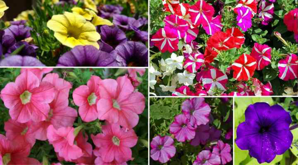 1651079249 400 Petunia care the right tips for a rich bloom - Petunia care - the right tips for a rich bloom well into autumn