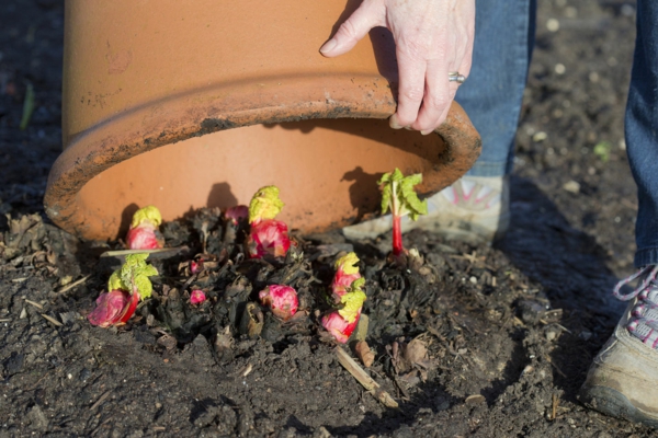 1651085596 347 Planting rhubarb useful tips for a successful harvest - Planting rhubarb - useful tips for a successful harvest
