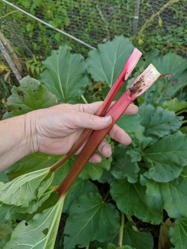 1651085597 241 Planting rhubarb useful tips for a successful harvest - Planting rhubarb - useful tips for a successful harvest