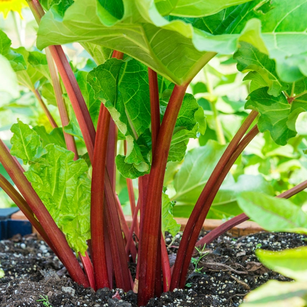 1651085597 242 Planting rhubarb useful tips for a successful harvest - Planting rhubarb - useful tips for a successful harvest
