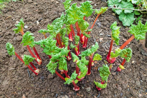 1651085597 549 Planting rhubarb useful tips for a successful harvest - Planting rhubarb - useful tips for a successful harvest