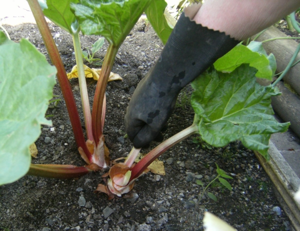 1651085597 676 Planting rhubarb useful tips for a successful harvest - Planting rhubarb - useful tips for a successful harvest