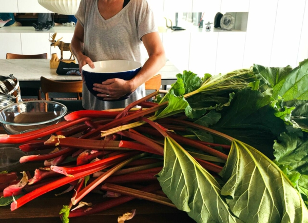 1651085598 560 Planting rhubarb useful tips for a successful harvest - Planting rhubarb - useful tips for a successful harvest