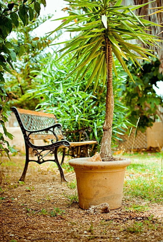 palm trees create a mediterranean garden plant ideas seating area bench