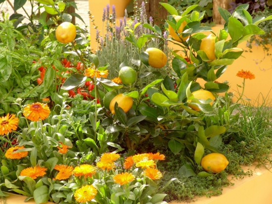creating a mediterranean garden plants lemons flowers