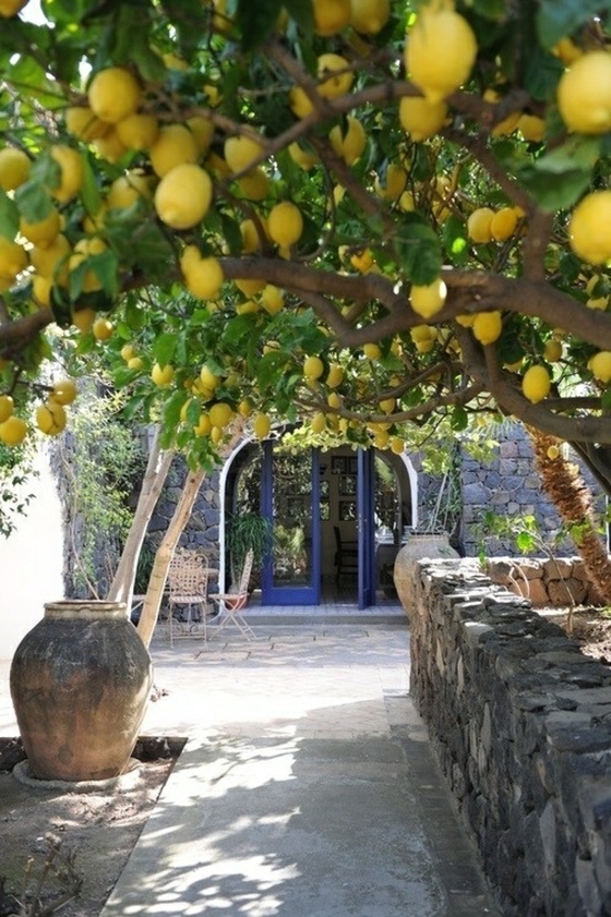create a mediterranean garden plant a lemon tree