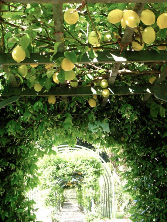 garden pergola climbing plants tunnel mediterranean garden design lemon tree
