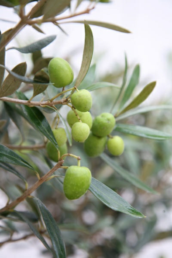 mediterranean garden plant ideas olive tree