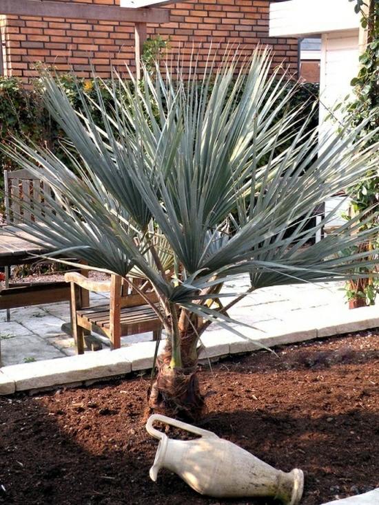 palm tree species in the mediterranean garden plant ideas decorative elements