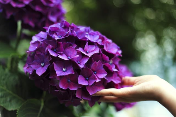 1651152447 81 Hydrangeas love coffee grounds how and when can you - Hydrangeas love coffee grounds - how and when can you fertilize these garden beauties?