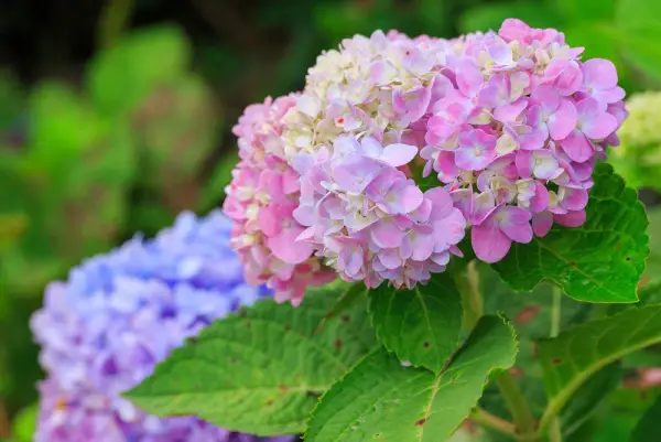 1651152451 787 Hydrangeas love coffee grounds how and when can you - Hydrangeas love coffee grounds - how and when can you fertilize these garden beauties?