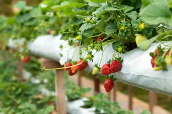 1651166383 813 Multiplying planting and caring for strawberries how and why - Multiplying, planting and caring for strawberries - how and why?