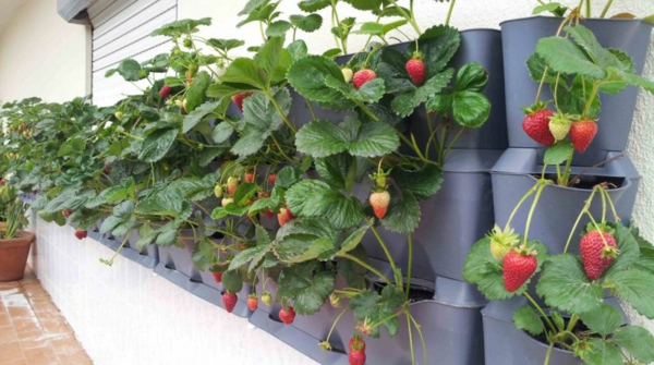 1651166386 655 Multiplying planting and caring for strawberries how and why - Multiplying, planting and caring for strawberries - how and why?