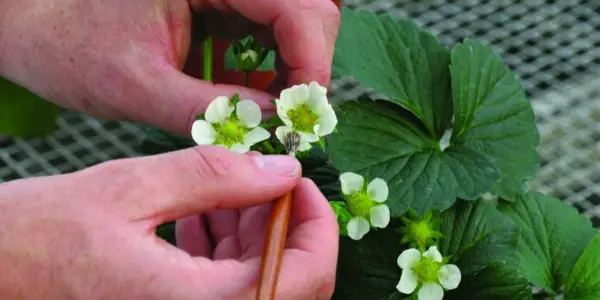 1651166387 786 Multiplying planting and caring for strawberries how and why - Multiplying, planting and caring for strawberries - how and why?